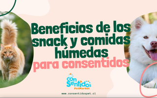 ¿Por qué los snacks y comidas húmedas son recomendables para tus consentidos?